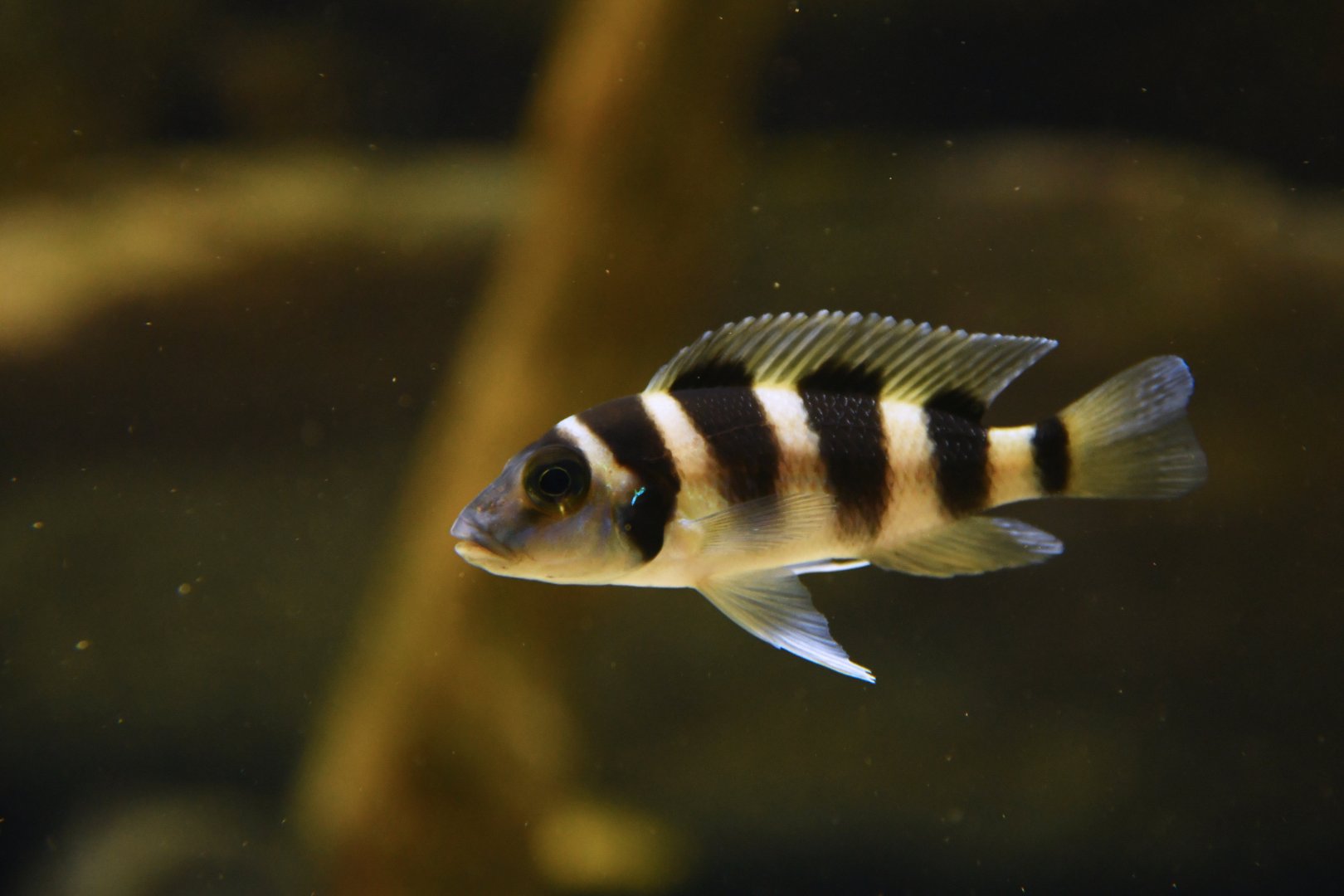 Neolamprologus tetracanthus