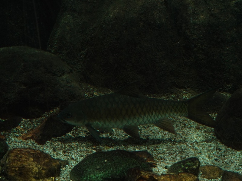 Neolissochilus, Zoo Negara
