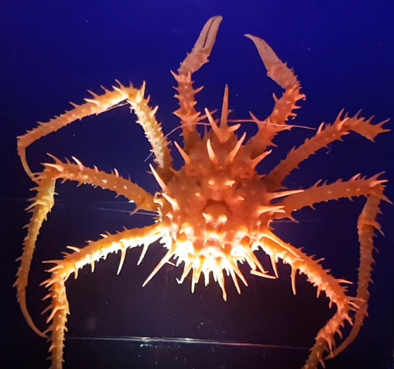 Neolithodes diomedeae