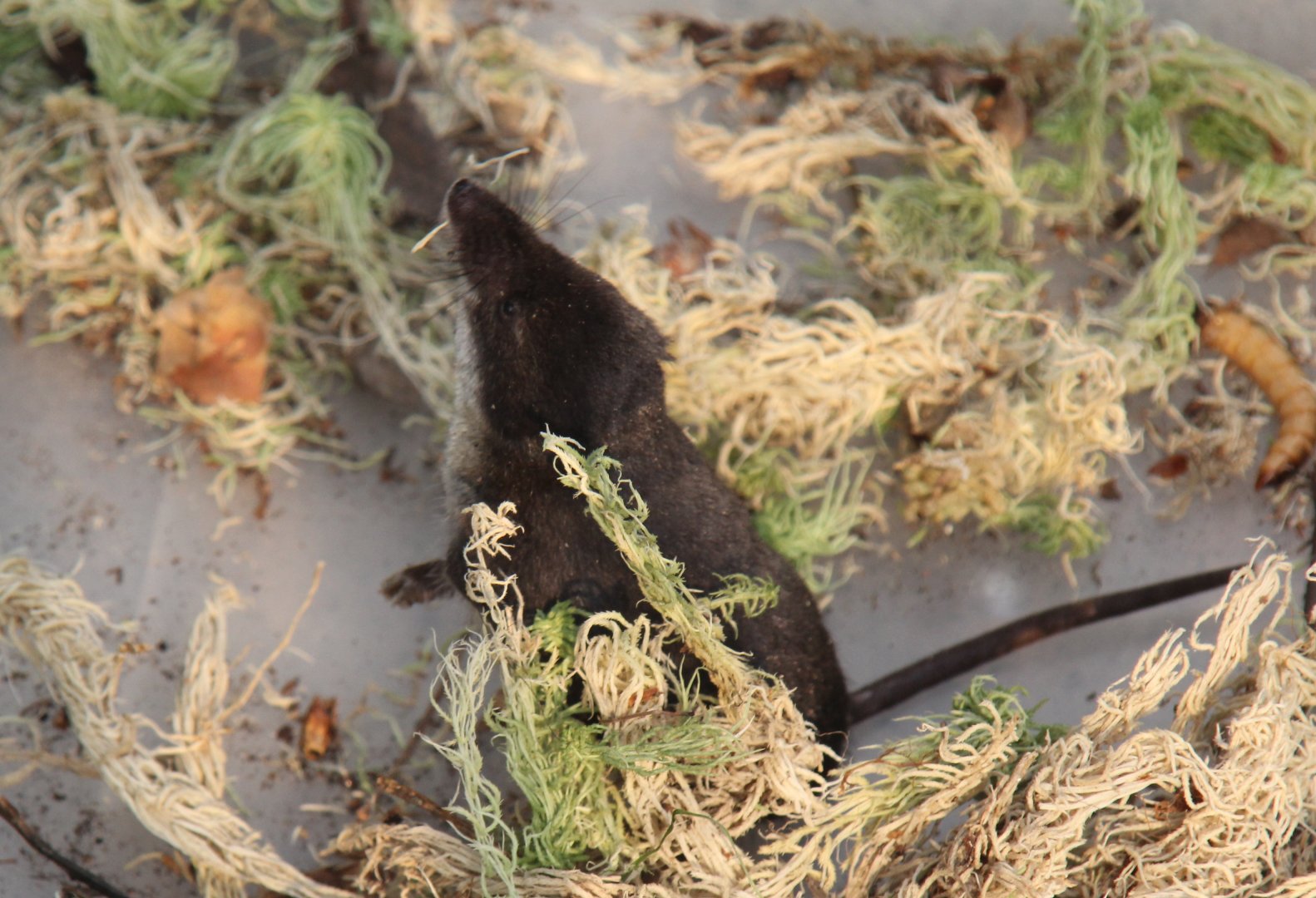 (Neomys fodiens) Eurasian Water Shrew