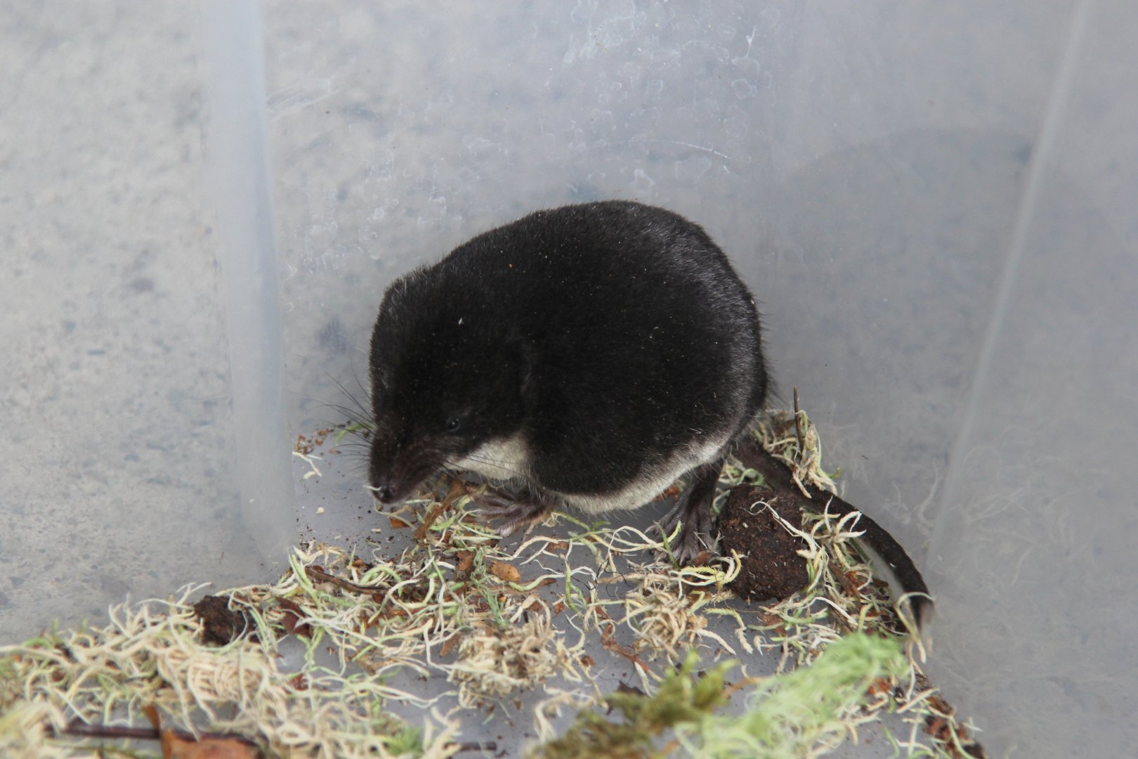 (Neomys fodiens) Eurasian Water Shrew