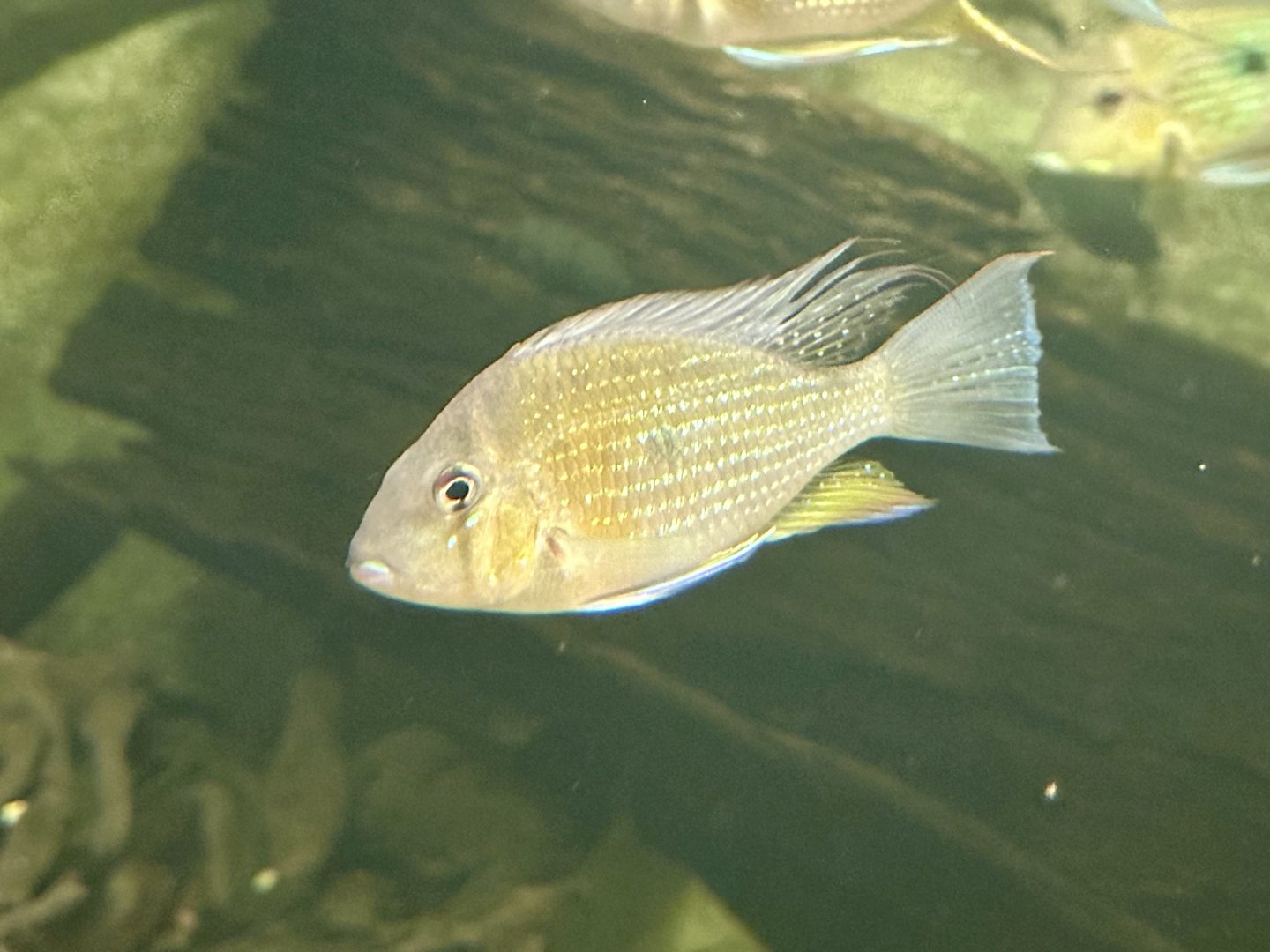 Neon blue acara (Aequidens pulcher)