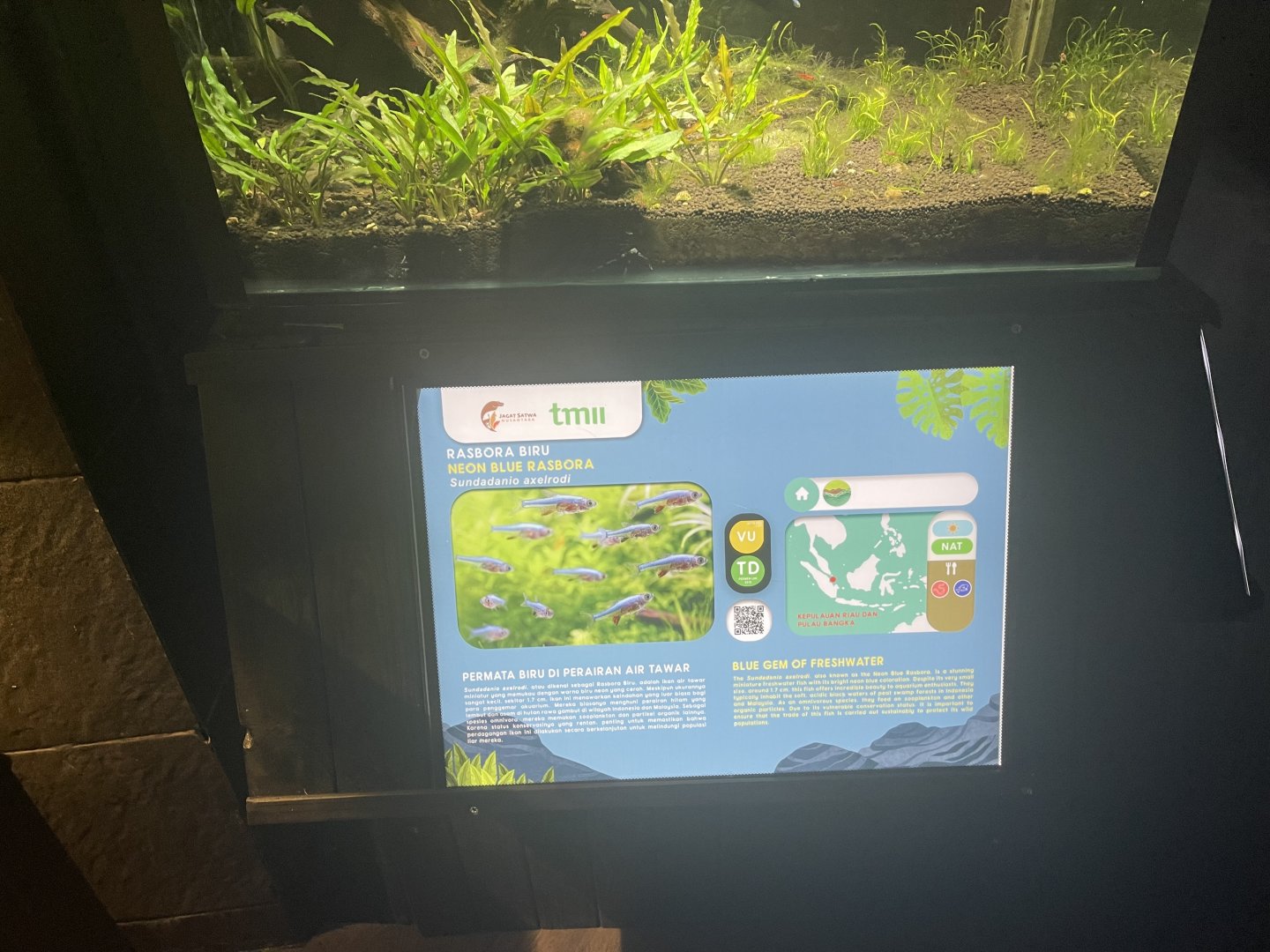 neon blue rasbora signage - dunia air tawar