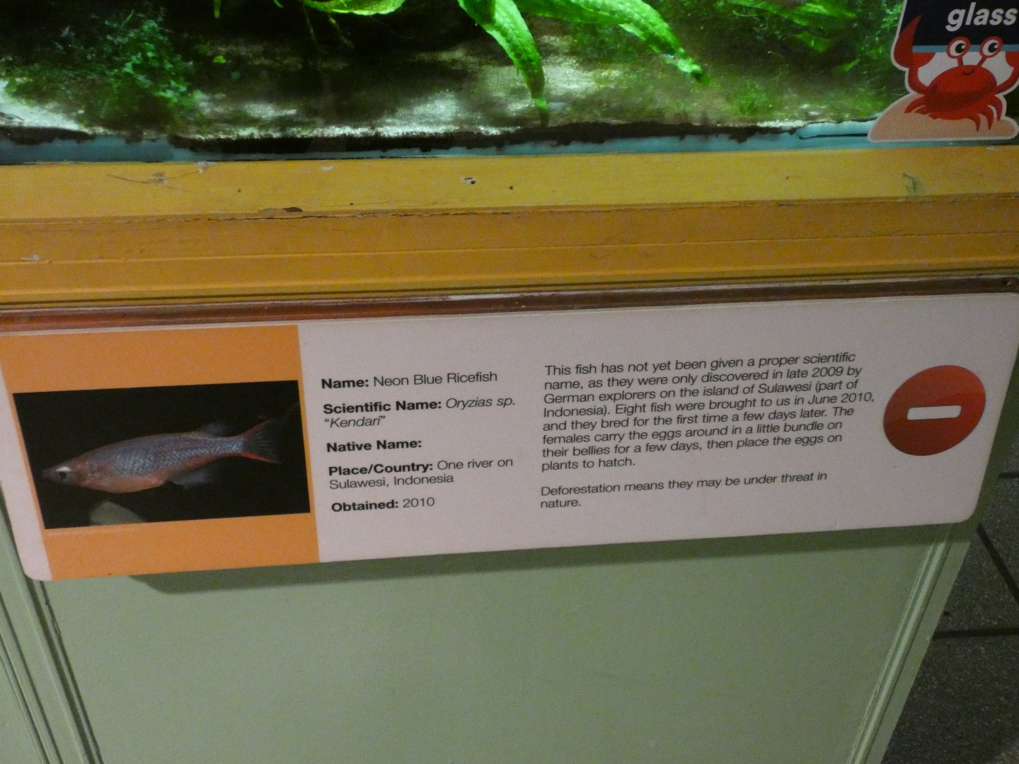 Neon blue ricefish signange