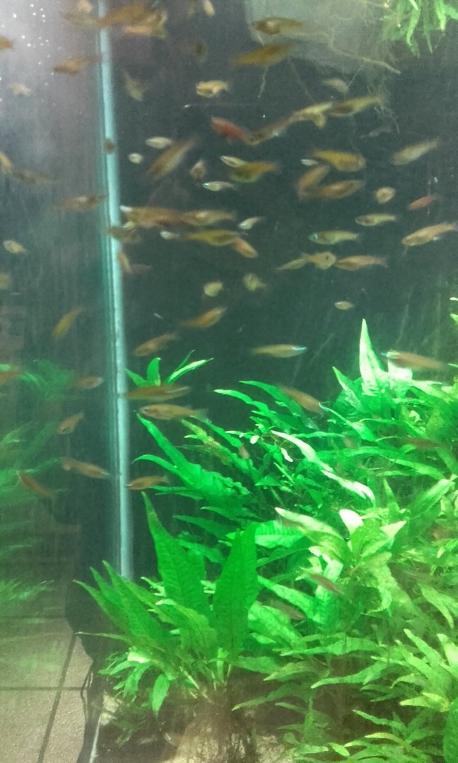 Neon Blue Ricefish Tank