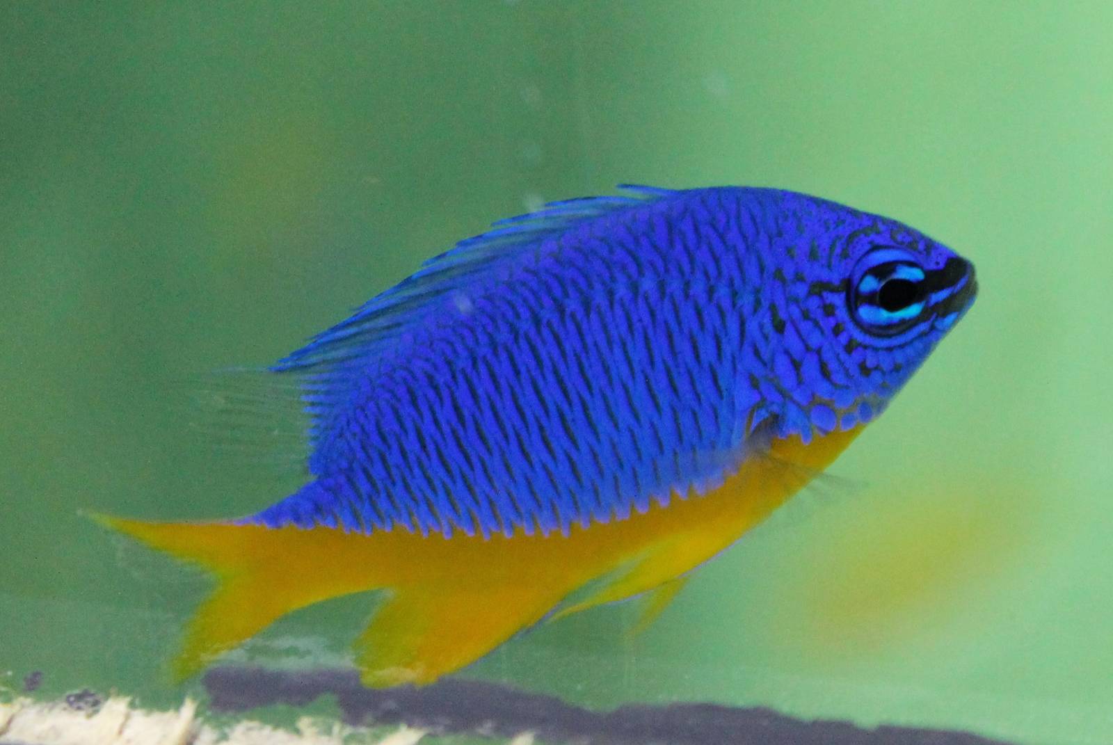 Neon Damsel (Pomacentris coelestis)