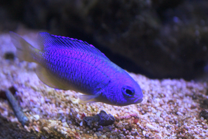 Neon damsel (Pomacentrus coelestis)