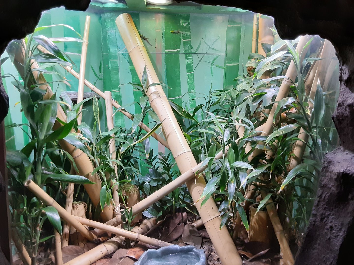 Neon Day Gecko Exhibit