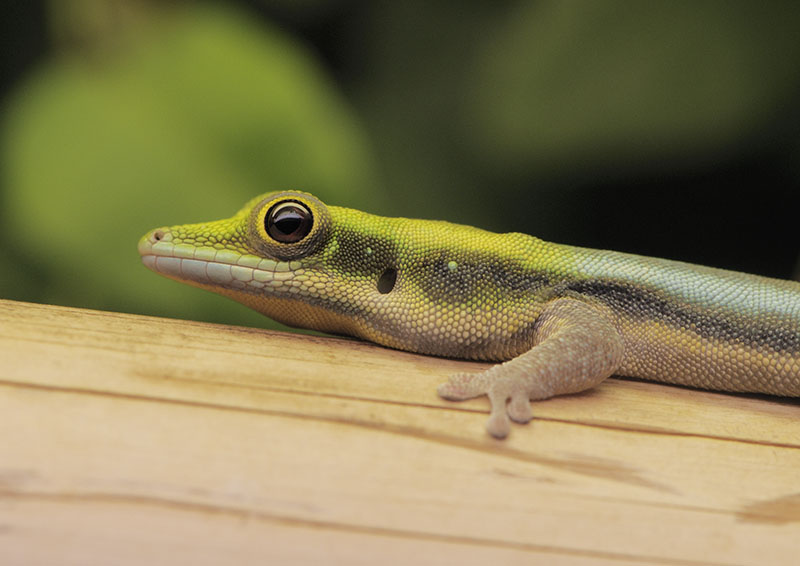 Neon day gecko