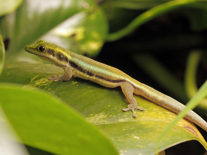 Neon day gecko