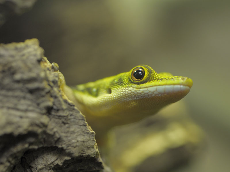 Neon day gecko