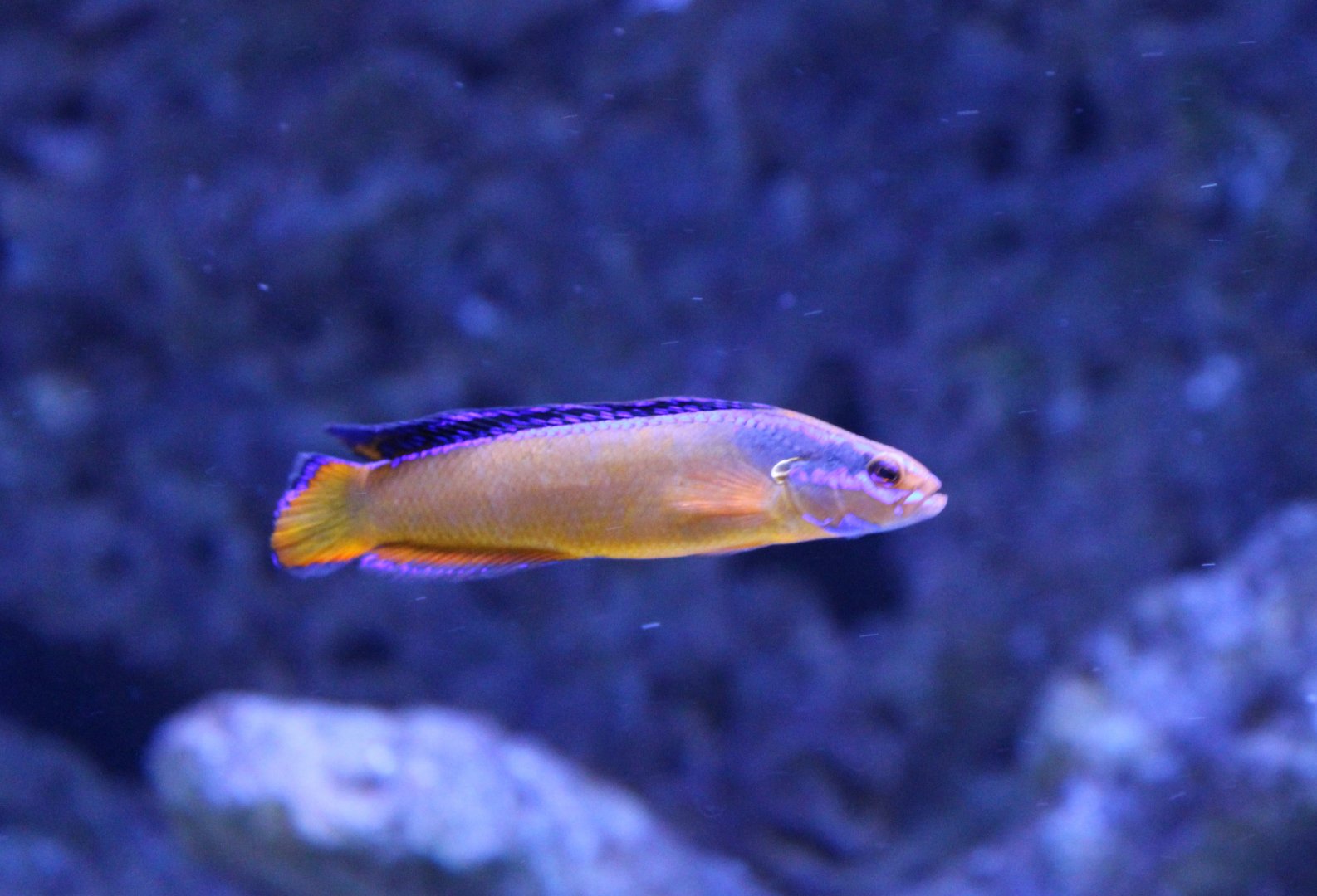 Neon Dottyback