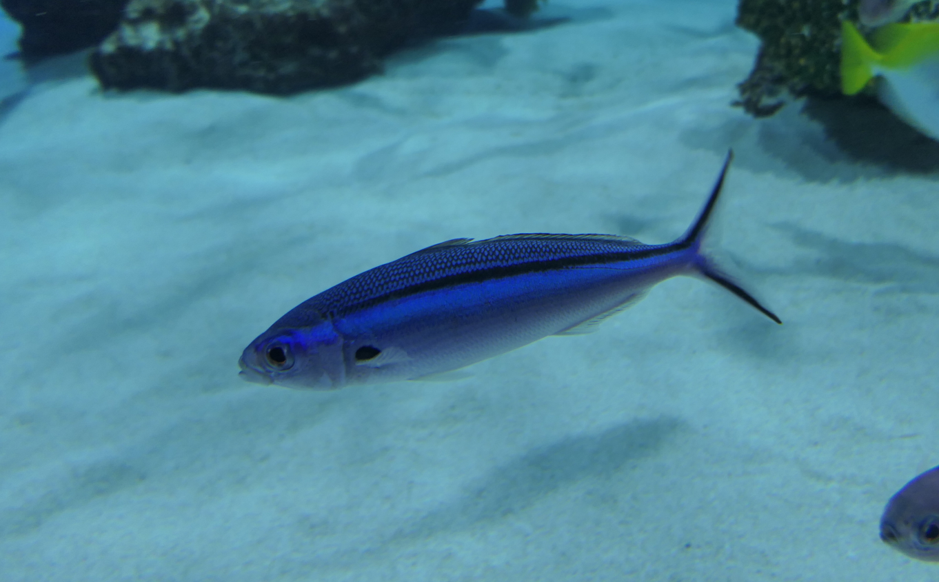 Neon Fusilier (Pterocaesio tile)