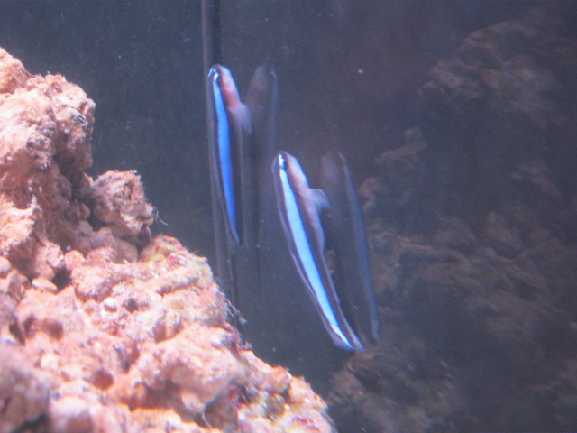 Neon Gobies