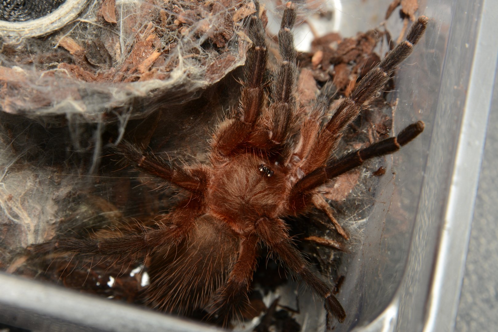 Neon pink & purple tarantula (Dolichothele rufoniger)
