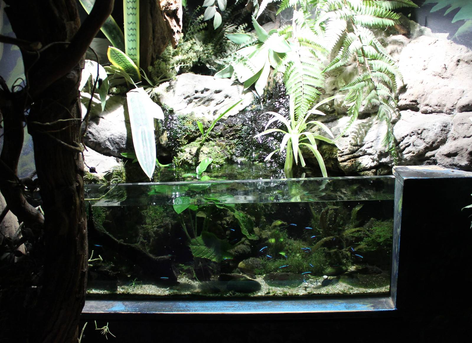 Neon tetra and Corydoras aquarium