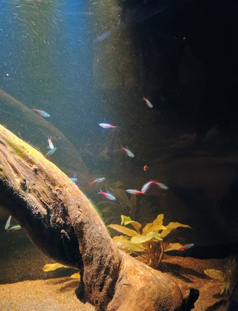 Neon Tetras (6/21/25)