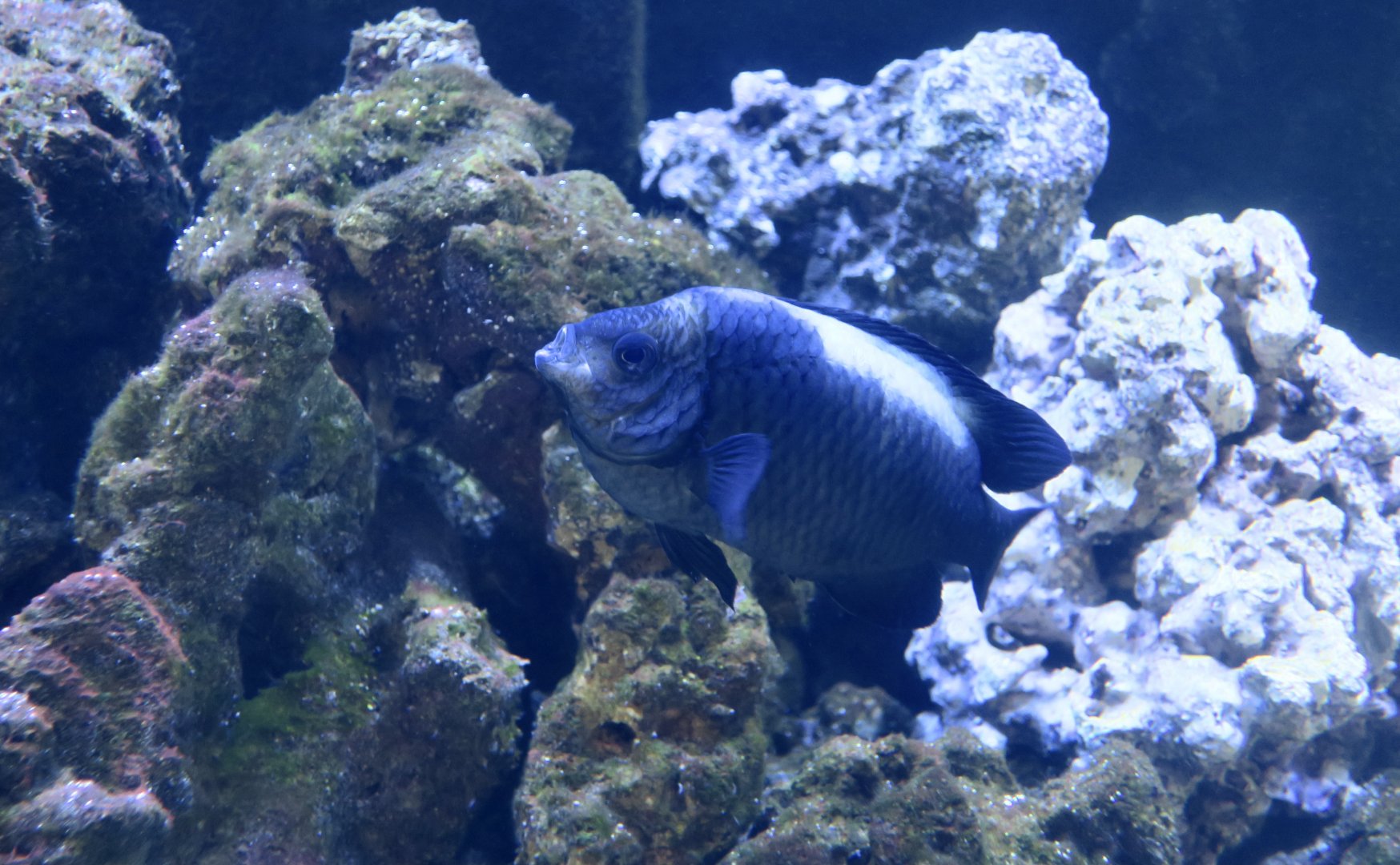 Neon Velvet Damselfish (Neoglyphidodon oxyodon) adult