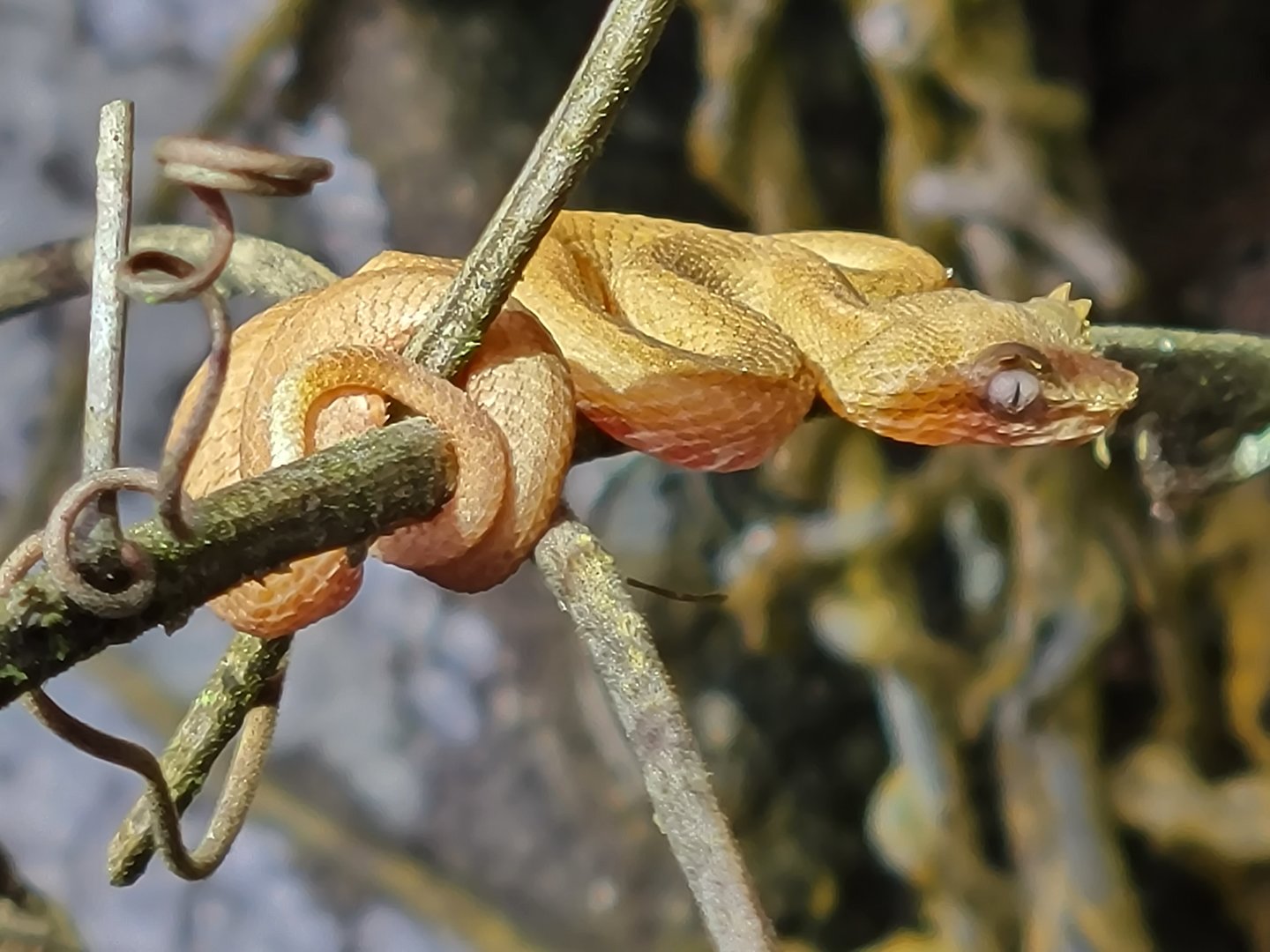 Neonate Eyelash Viper (May 2022 Soltis Center)