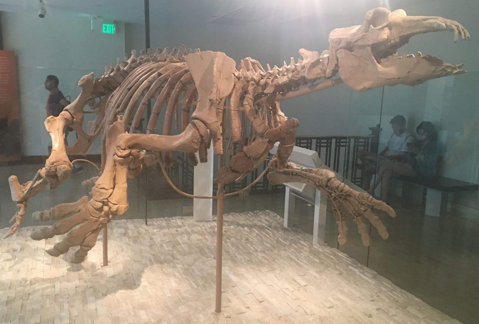 Neoparadoxia cecilialina