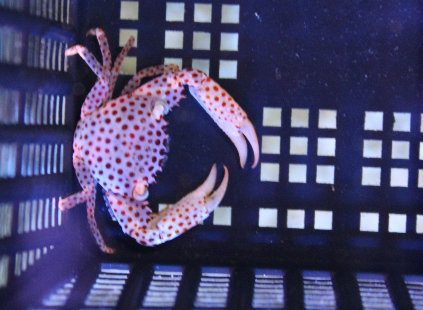 Neopetrolisthes maculatus