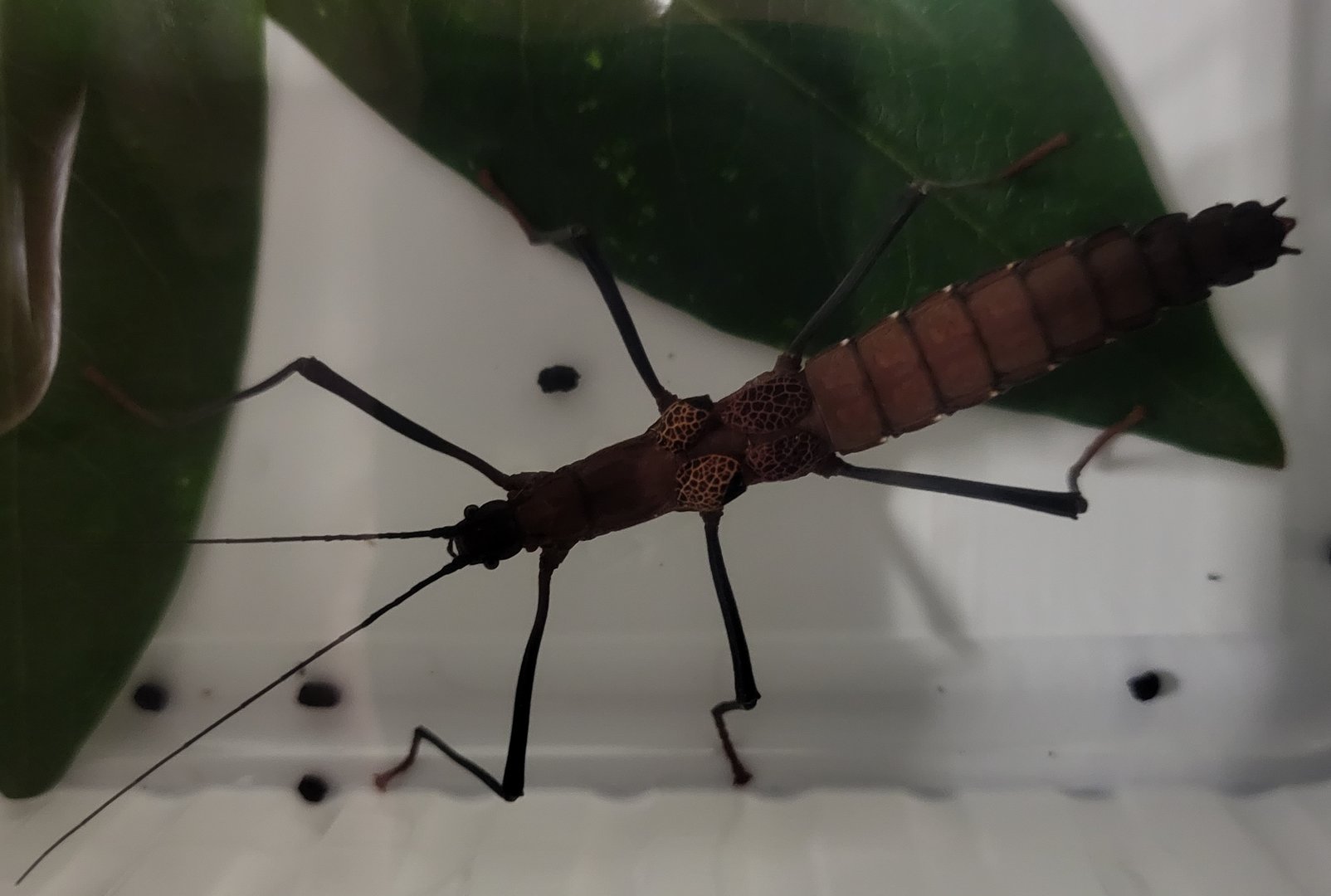 Neophasma subapterum