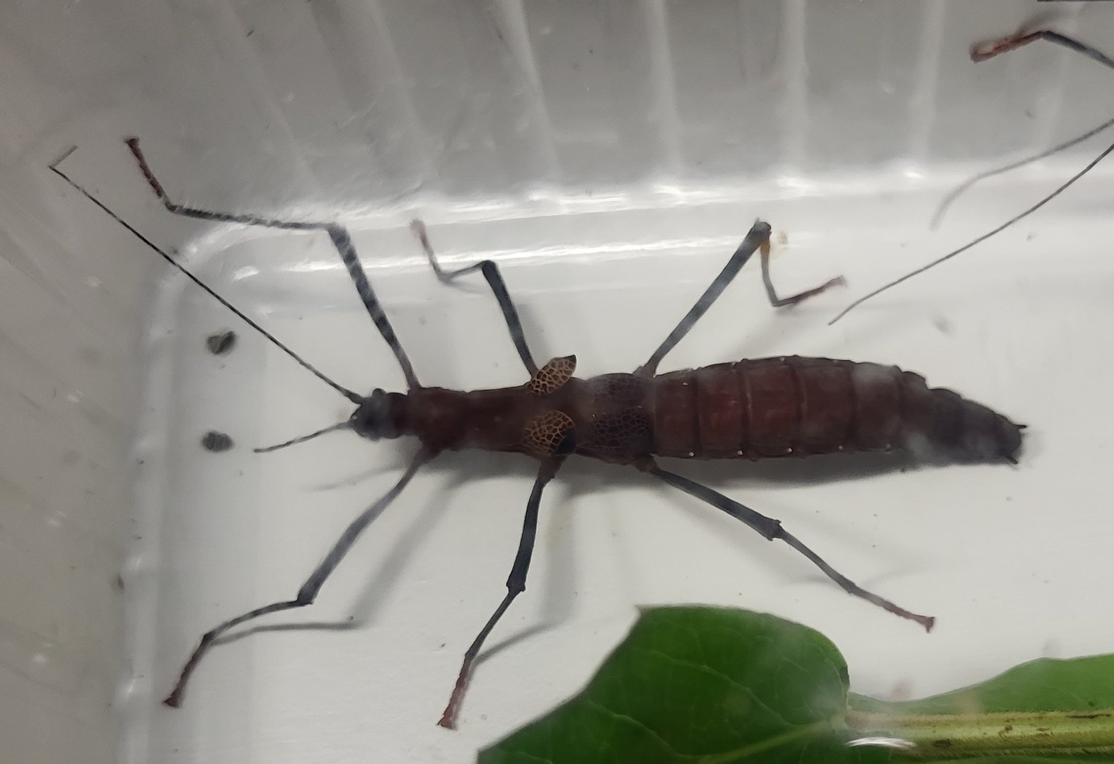 Neophasma subapterum