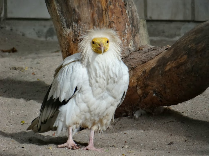 Neophron percnopterus