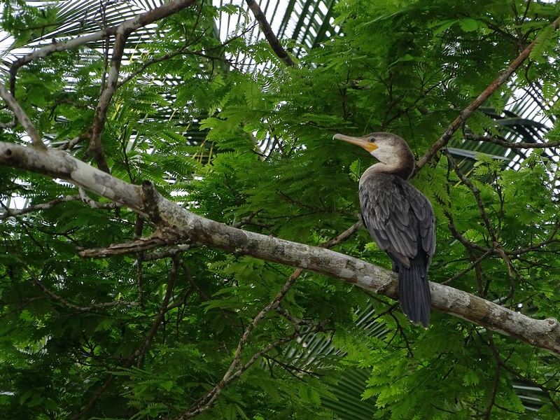 Neoptropical cormorant
