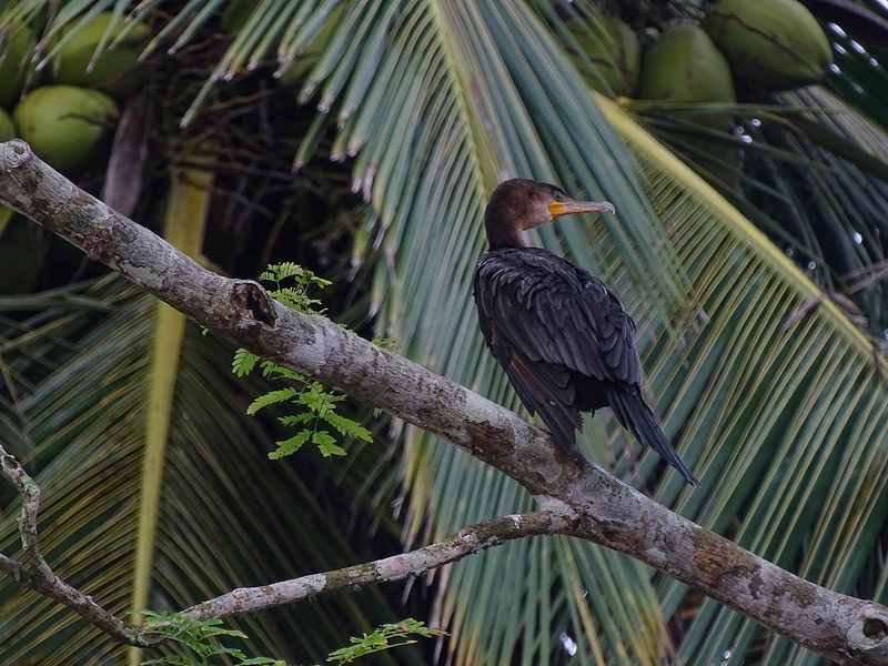 Neoptropical cormorant