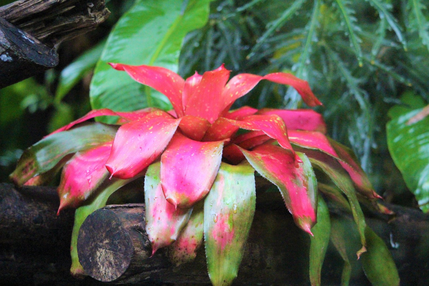 Neoregelia sp. / Bromeliad