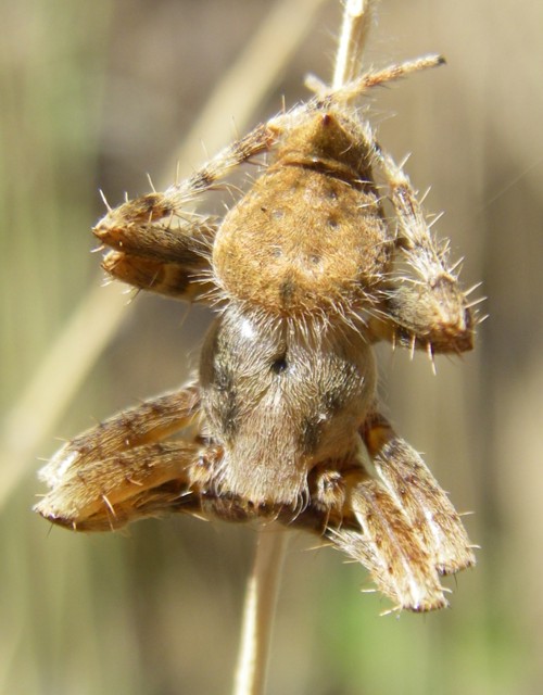 Neoscona sp. (ID needed!)