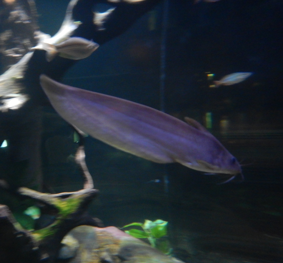 Neosilurus ater/hyrtlii?