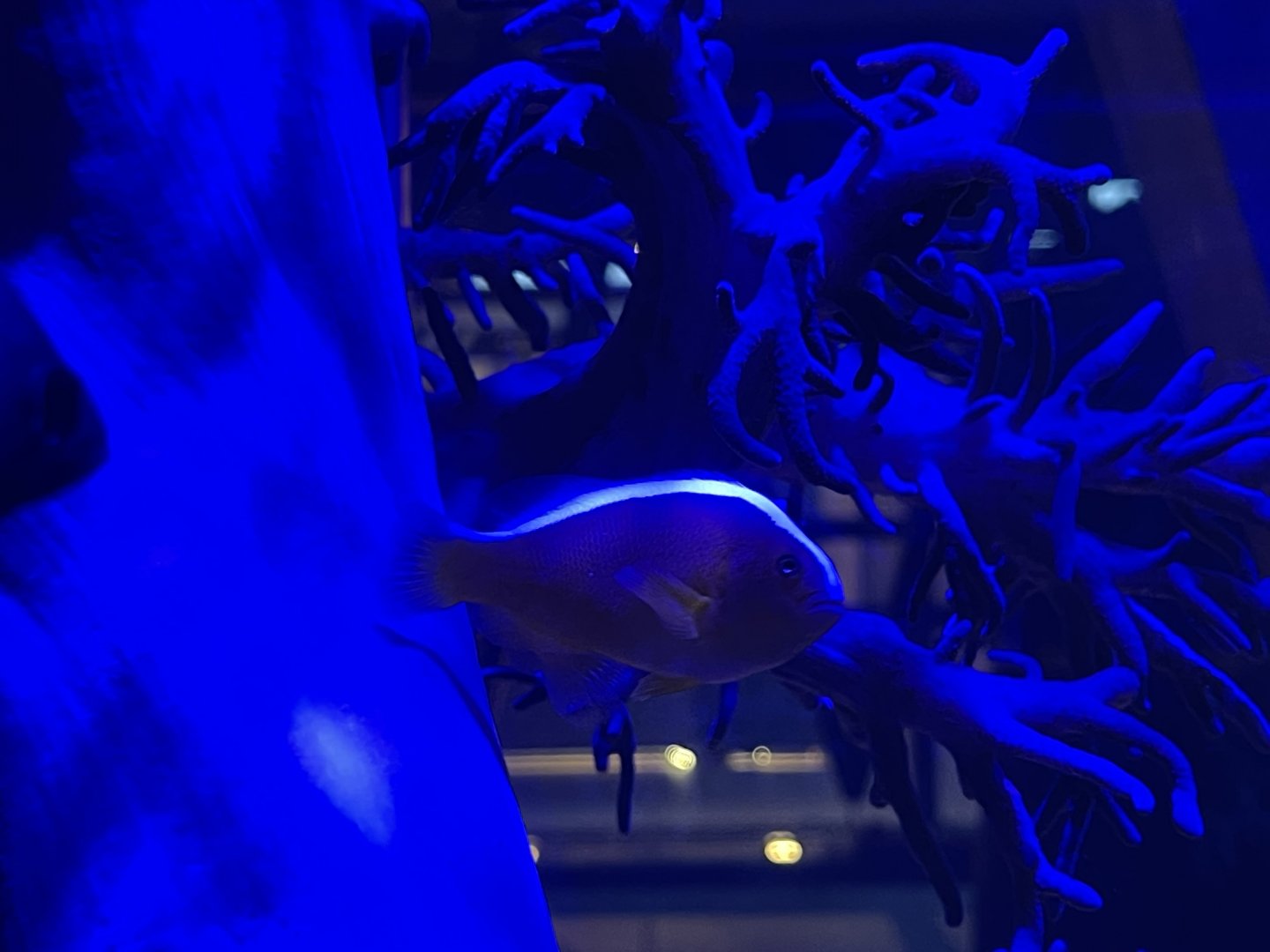 neostripe anemonefish (amphiprion akallopisos)