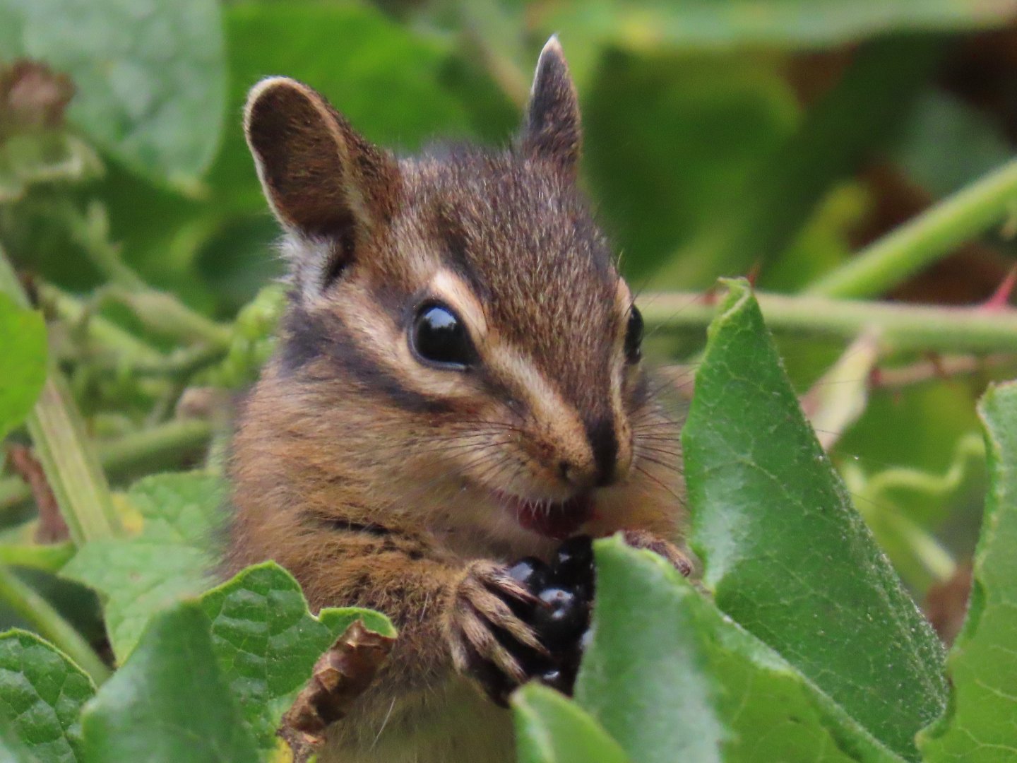 Neotamias Chipmunk sp.