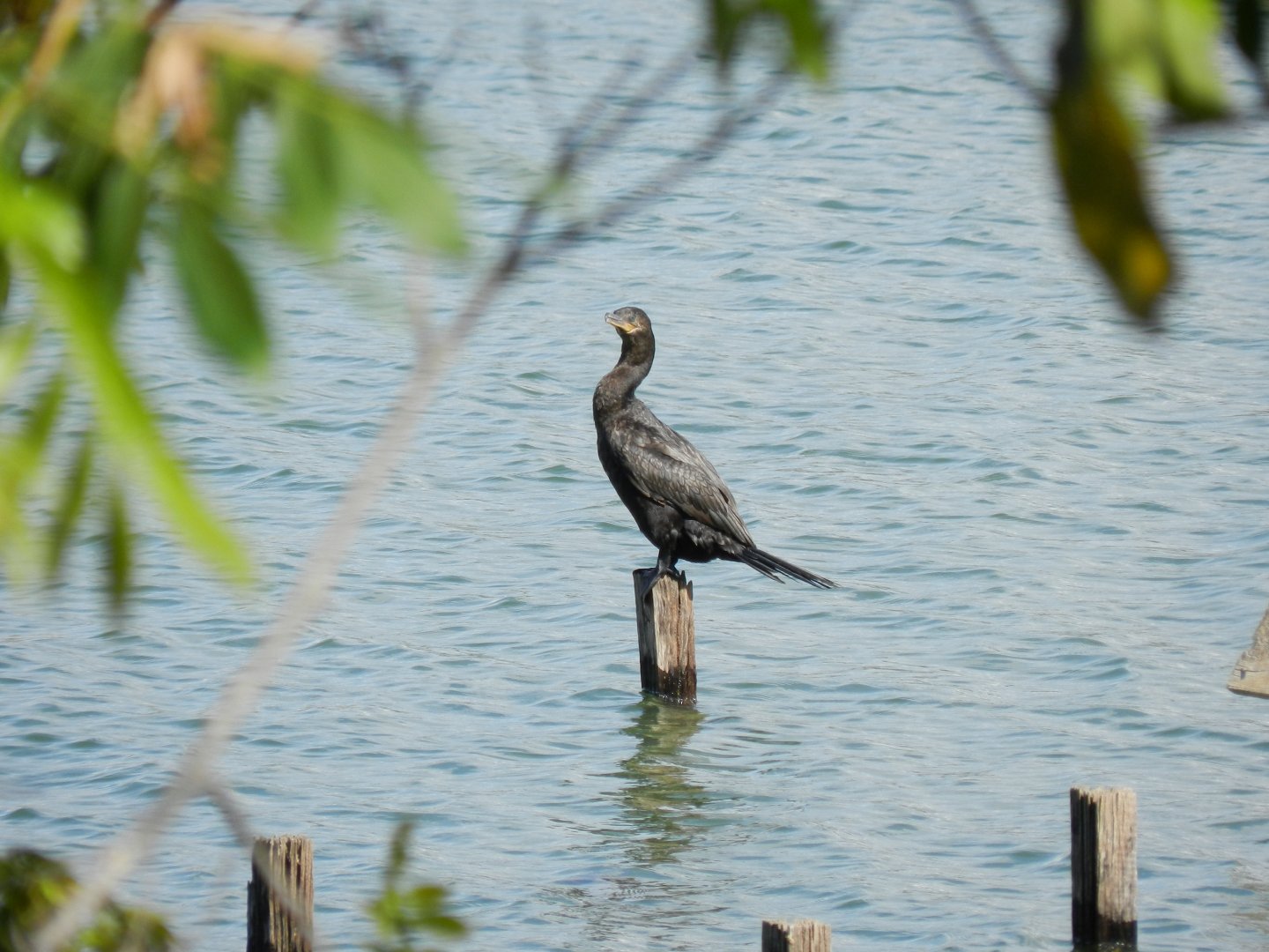 Neotropic cormorant - Lagoa Santa, MG Brazil