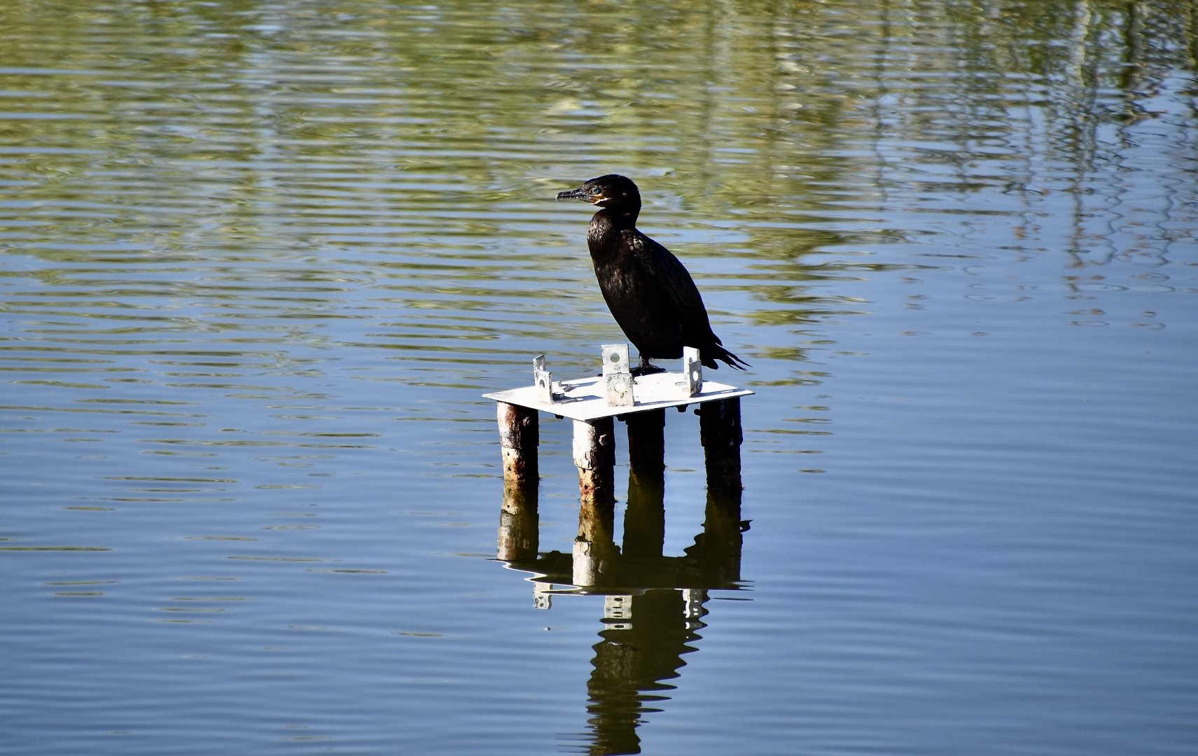 Neotropic Cormorant (Nannopterum brasilianum mexicanum) - wild