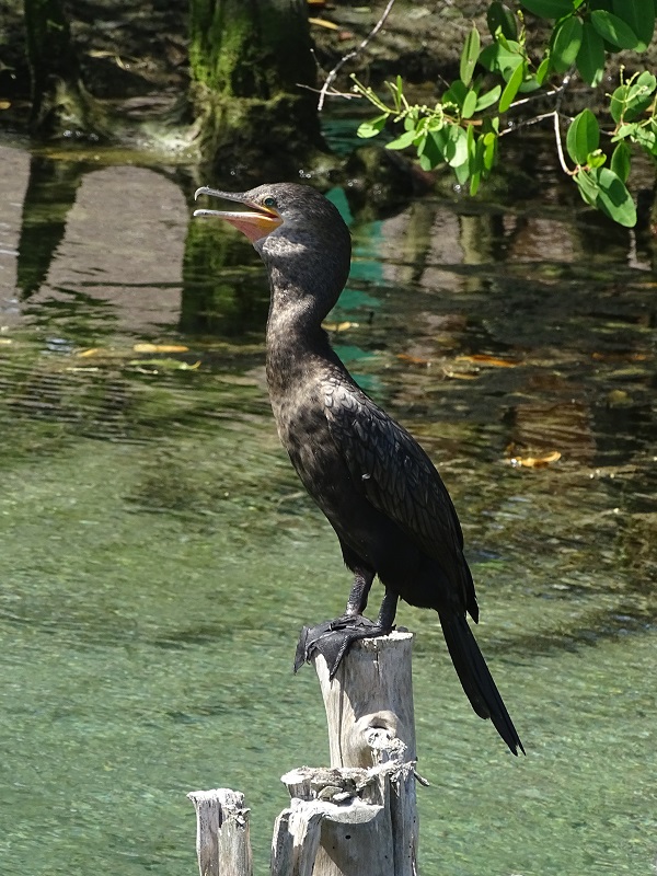 Neotropic cormorant (Phalacrocorax brasilianus)