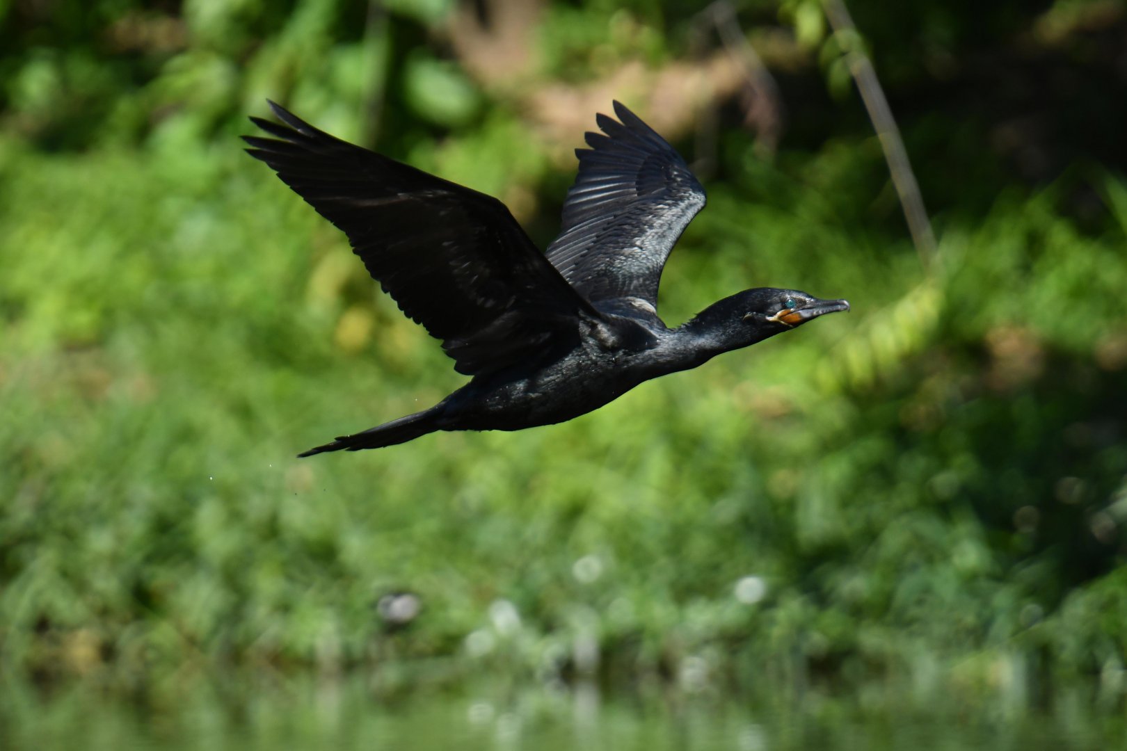 Neotropic Cormorant (Phalacrocorax brasilianus)