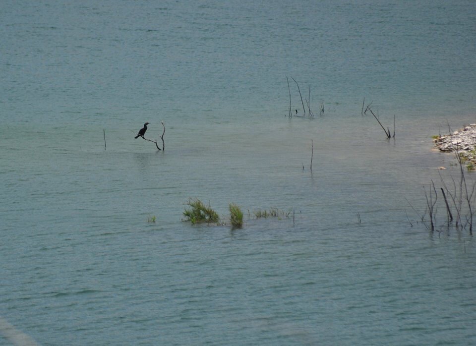 Neotropic Cormorant - Texas