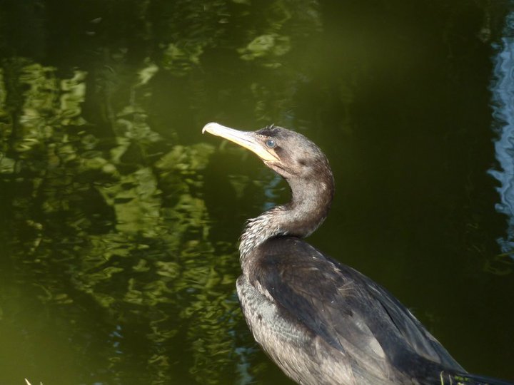 Neotropic cormorant