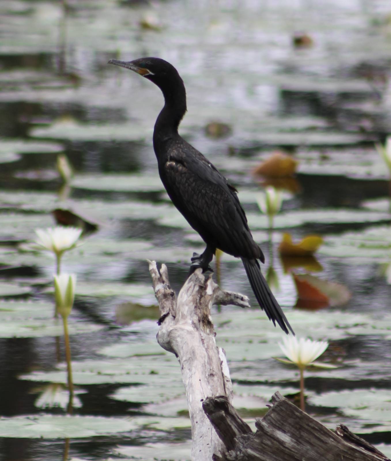 Neotropic cormorant