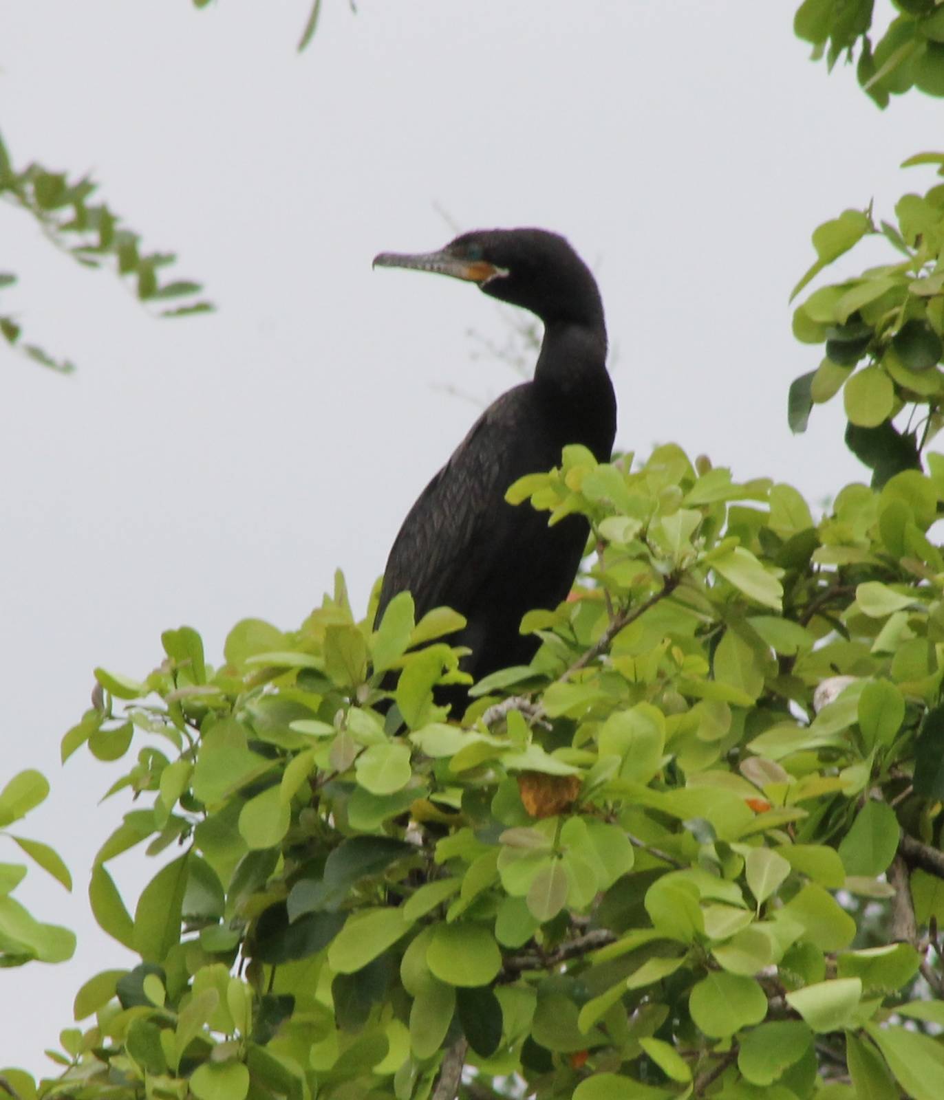 Neotropic cormorant