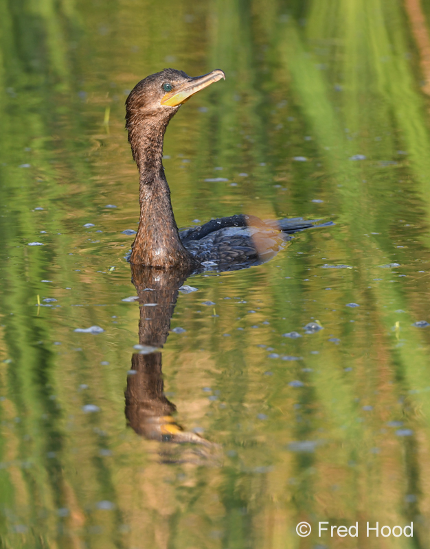 neotropic cormorant