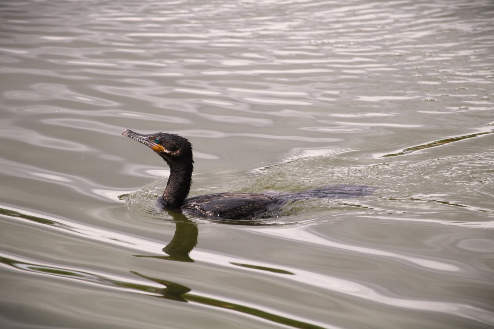 Neotropic Cormorant