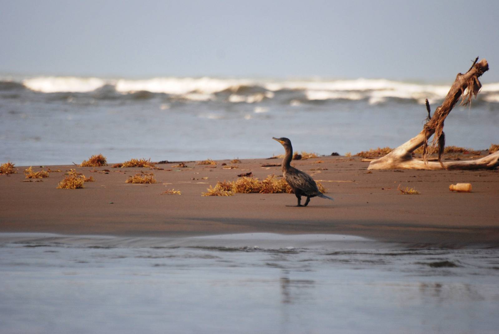 Neotropical Cormorant in Tortuguero, 13/04/14