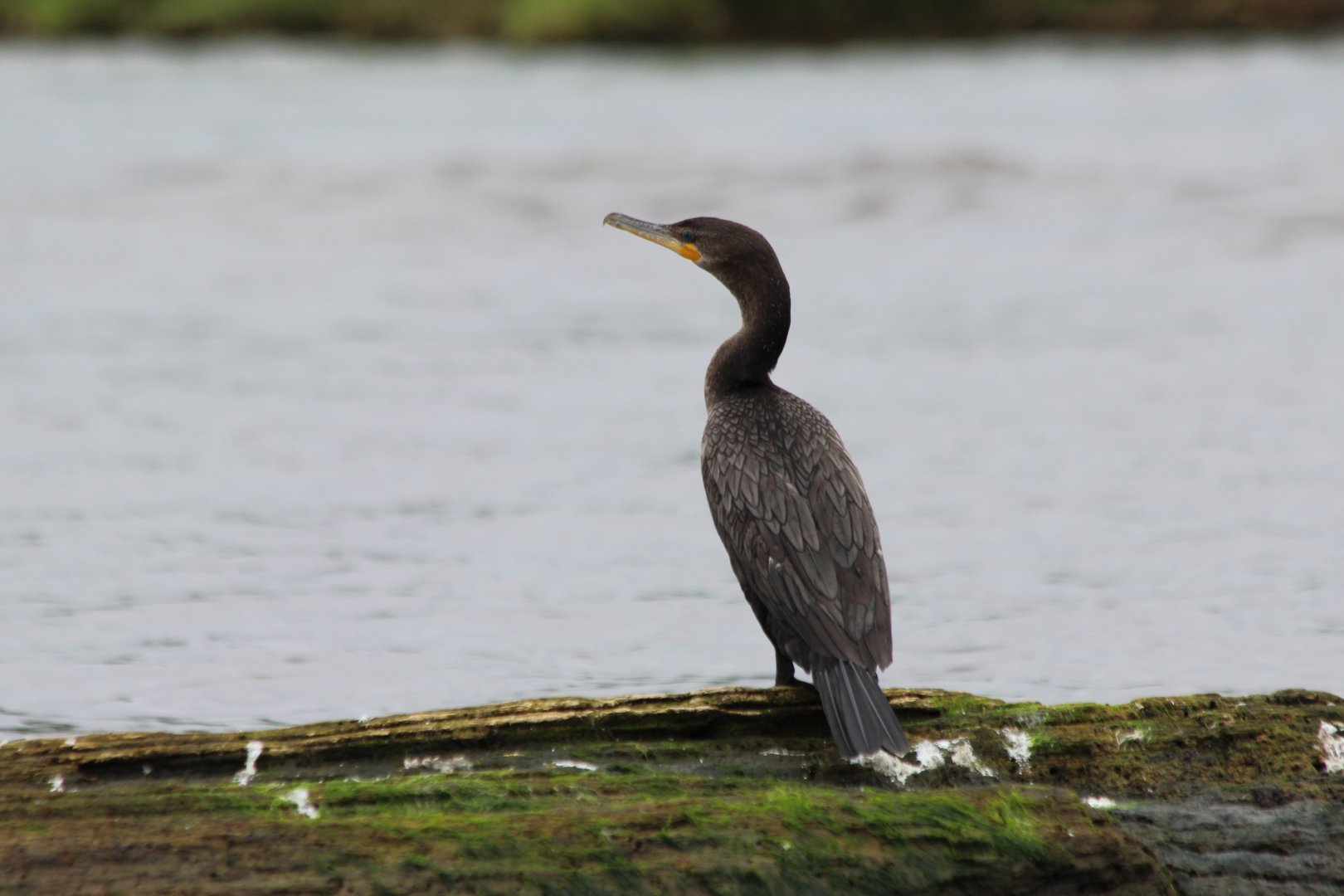 Neotropical Cormorant - Mar 2019