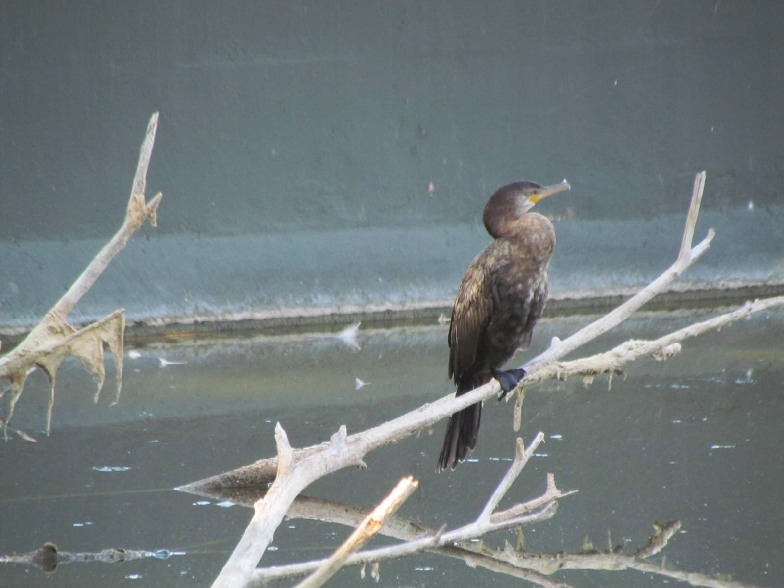 Neotropical Cormorant (wild)