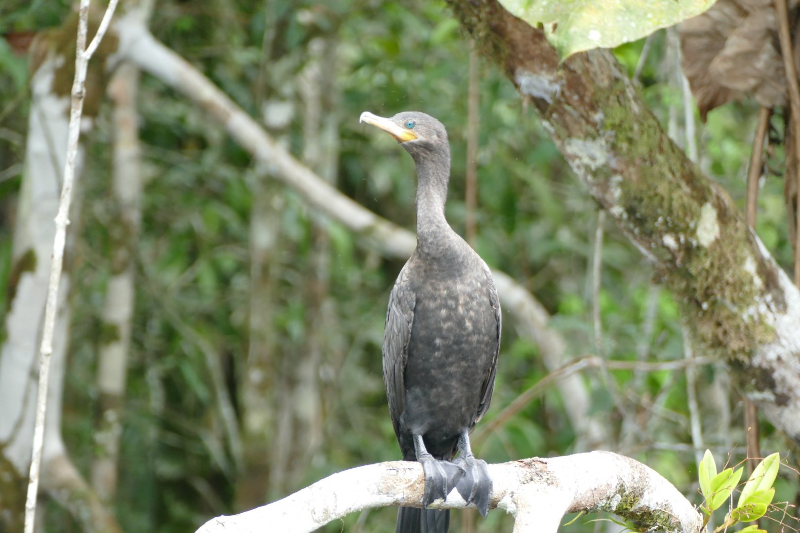Neotropical Cormorant