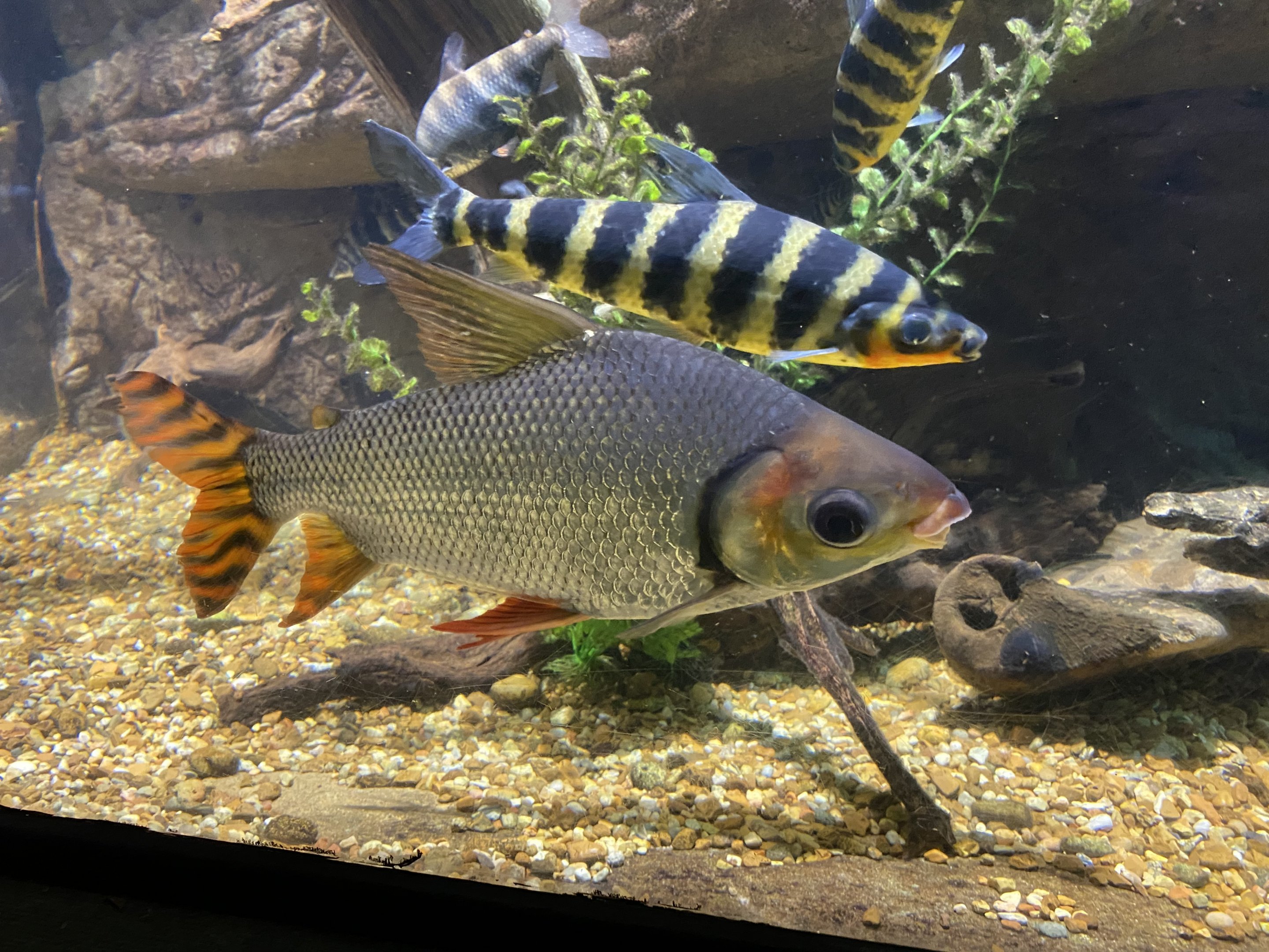 Neotropical Fish